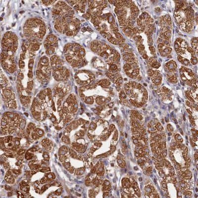 Immunohistochemistry-Paraffin: CEP27 Antibody [NBP1-89895] - Staining of human stomach shows strong cytoplasmic positivity in glandular cells.