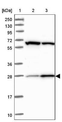 Western Blot CEP27 Antibody - BSA Free