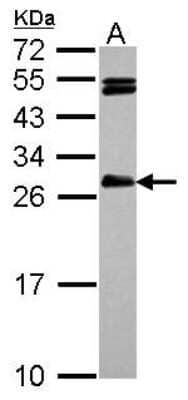 Western Blot CEP27 Antibody
