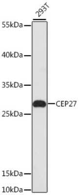 Western Blot: CEP27 Antibody [NBP3-04556] - Analysis of extracts of 293T cells, using CEP27 antibody at 1:3000 dilution. Secondary antibody: HRP Goat Anti-Rabbit IgG (H+L) at 1:10000 dilution. Lysates/proteins: 25ug per lane. Blocking buffer: 3% nonfat dry milk in TBST. Detection: ECL Basic Kit .