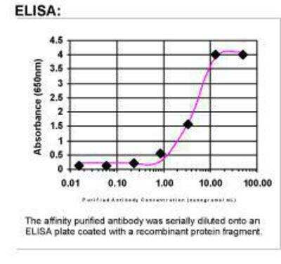ELISA: CEP290 Antibody [44100002]
