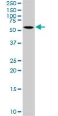 Western Blot: CEP55 Antibody [H00055165-D01P] - Analysis of CEP55 expression in A-431.