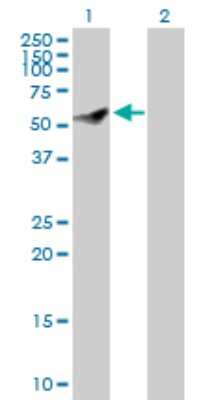 Western Blot: CEP55 Antibody [H00055165-D01P] - Analysis of CEP55 expression in transfected 293T cell line by CEP55 polyclonal antibody.Lane 1: CEP55 transfected lysate(54.10 KDa).Lane 2: Non-transfected lysate.