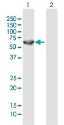 Western Blot CEP57 Antibody