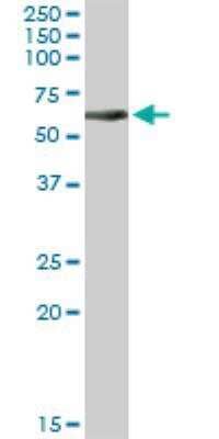 Western Blot: CEP57 Antibody [H00009702-D01P] - Western Blot analysis of CEP57 expression in human colon.