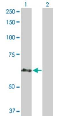 Western Blot: CEP57 Antibody [H00009702-D01P] - Analysis of CEP57 expression in transfected 293T cell line by CEP57 polyclonal antibody.Lane 1: CEP57 transfected lysate(57.10 KDa).Lane 2: Non-transfected lysate.