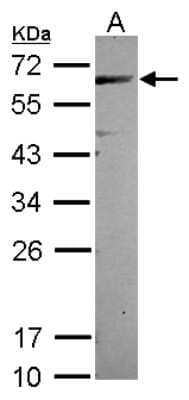 Western Blot CEP57 Antibody