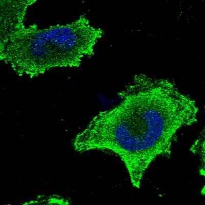 Immunocytochemistry/ Immunofluorescence CEP57L1 Antibody - BSA Free