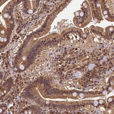 Immunohistochemistry-Paraffin CEP57L1 Antibody - BSA Free