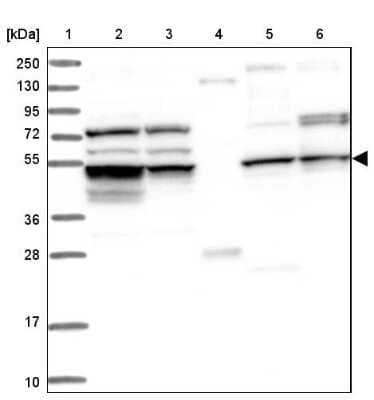 Western Blot CEP57L1 Antibody - BSA Free