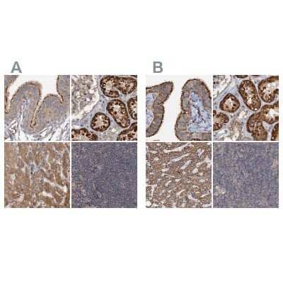 Immunohistochemistry-Paraffin CEP68 Antibody - BSA Free
