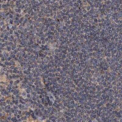 Immunohistochemistry-Paraffin CEP68 Antibody - BSA Free