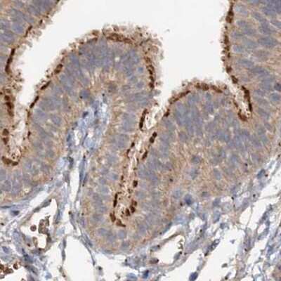 Immunohistochemistry-Paraffin: CEP68 Antibody [NBP1-82988] - Staining of human fallopian tube.