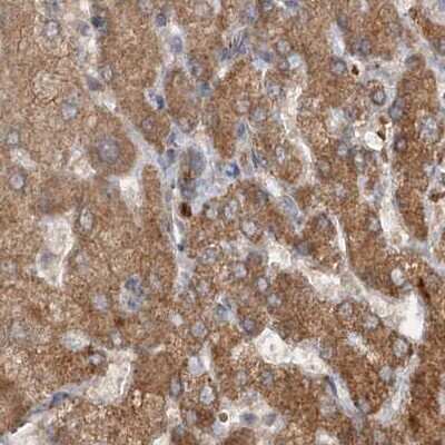 Immunohistochemistry-Paraffin: CEP68 Antibody [NBP1-82988] - Staining of human liver.