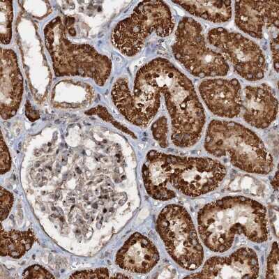 Immunohistochemistry-Paraffin CEP68 Antibody - BSA Free