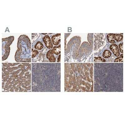 Immunohistochemistry-Paraffin CEP68 Antibody - BSA Free