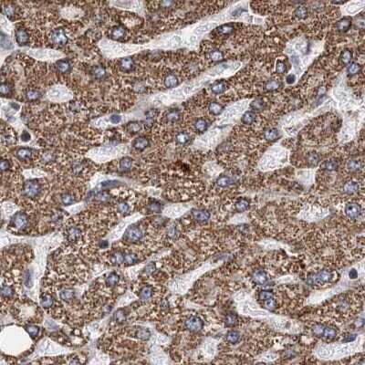 Immunohistochemistry-Paraffin CEP68 Antibody - BSA Free