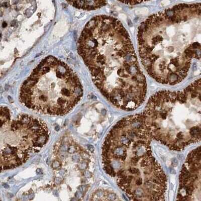 Immunohistochemistry-Paraffin CEP68 Antibody - BSA Free