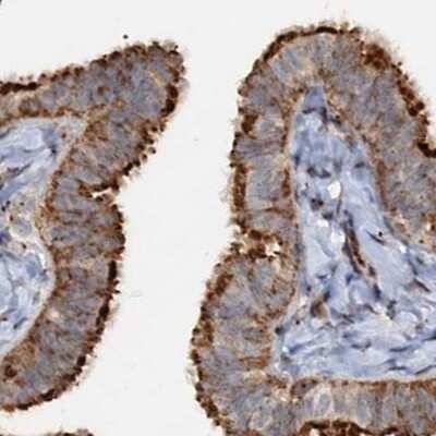 Immunohistochemistry-Paraffin CEP68 Antibody - BSA Free