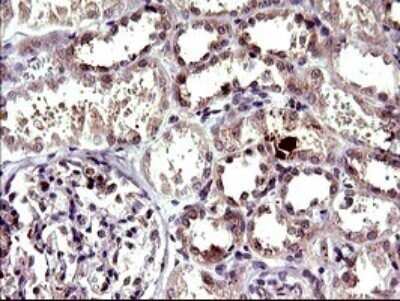 Immunohistochemistry: CEP68 Antibody (OTI5B4) - Azide and BSA Free [NBP2-71728] - Analysis of Human Kidney tissue.