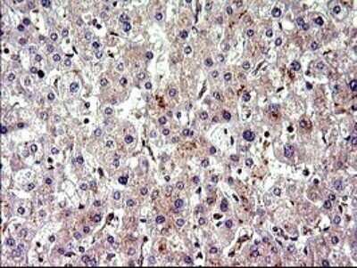 Immunohistochemistry: CEP68 Antibody (OTI5B4) - Azide and BSA Free [NBP2-71728] - Analysis of Human liver tissue.