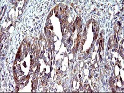 Immunohistochemistry CEP68 Antibody (OTI5B4)