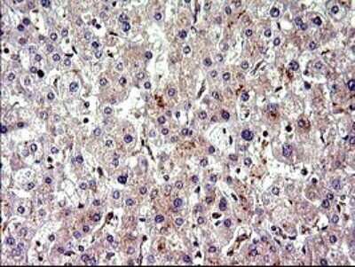 Immunohistochemistry CEP68 Antibody (OTI5B4)