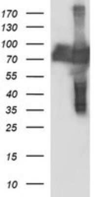Western Blot CEP68 Antibody (OTI5B4)