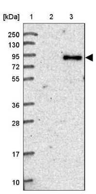 Western Blot: CEP68 Antibody [NBP1-82988] - Lane 1: Marker [kDa] 250, 130, 95, 72, 55, 36, 28, 17, 10Lane 2: Human cell line RT-4Lane 3: Human cell line U-251MG sp