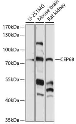 Western Blot: CEP68 Antibody [NBP2-92190] - Analysis of extracts of various cell lines, using CEP68 .Exposure time: 90s.