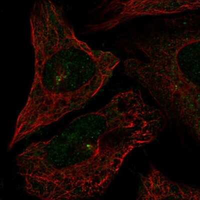 Immunocytochemistry/Immunofluorescence: CEP72 Antibody [NBP2-57811] - Staining of human cell line U-2 OS shows localization to centrosome.