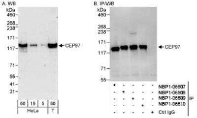 Western Blot: CEP97 Antibody [NBP1-06509] - Whole cell lysate from HeLa and 293T cells. CEP97 was also immunoprecipitated by rabbit anti-CEP97 antibodies NBP1-06507, NBP1-06508 and NBP1-06510.
