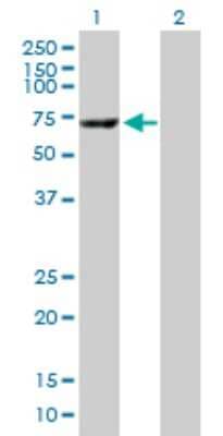 Western Blot: Carboxylesterase 1/CES1 Antibody [H00001066-B01P] - Analysis of CES1 expression in transfected 293T cell line by CES1 polyclonal antibody.  Lane 1: CES1 transfected lysate(62.26 KDa). Lane 2: Non-transfected lysate.