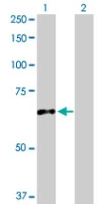 Western Blot: CES2 Antibody [H00008824-D01P] - Analysis of CES2 expression in transfected 293T cell line by CES2 polyclonal antibody.Lane 1: CES2 transfected lysate(68.90 KDa).Lane 2: Non-transfected lysate.