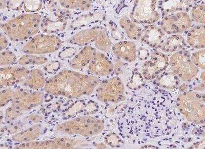 Immunohistochemistry-Paraffin: CFAP161 Antibody [NBP3-05975] - Staining of human CFAP161 in human kidney with rabbit polyclonal antibody at 1:100 dilution.