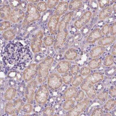 Immunohistochemistry-Paraffin: CFAP54 Antibody [NBP1-90737] - Staining of human kidney shows moderate cytoplasmic positivity in cells in tubules.