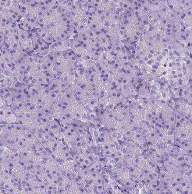 Immunohistochemistry-Paraffin: CFAP54 Antibody [NBP1-90737] - Staining of human pancreas shows no positivity in exocrine glandular cells as expected.