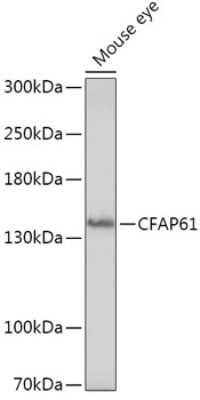 Western Blot CFAP61 Antibody - Azide and BSA Free