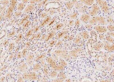 Immunohistochemistry-Paraffin: CFAP97D1 Antibody [NBP3-05930] - Staining of human C17orf105 in human kidney with rabbit polyclonal antibody at 1:100 dilution.