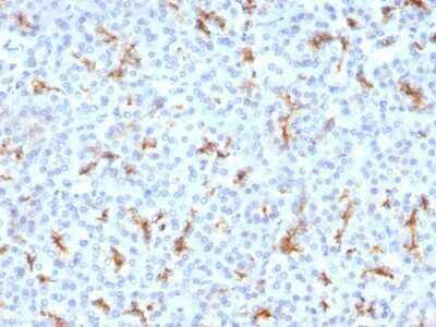 Immunohistochemistry-Paraffin: CFTR Antibody (CFTR/1342) [NBP2-54505] - Formalin-fixed, paraffin-embedded Human Pancreas stained with CFTR Monoclonal Antibody (CFTR/1342).