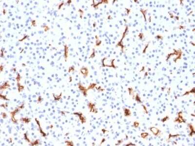 Immunohistochemistry-Paraffin: CFTR Antibody (CFTR/1785) [NBP2-53376] - Formalin-fixed, paraffin-embedded Human Pancreas stained with CFTR Monoclonal Antibody (CFTR/1785).