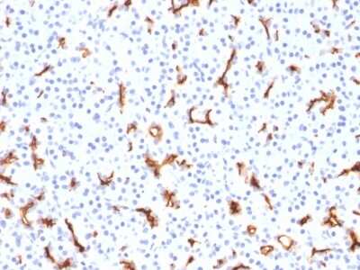 Immunohistochemistry-Paraffin: CFTR Antibody (CFTR/1785) [NBP2-54508] - Formalin-fixed, paraffin-embedded Human Pancreas stained with CFTR Monoclonal Antibody (CFTR/1785).