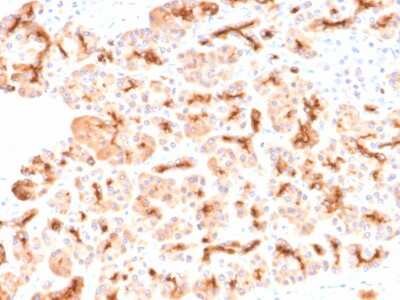 Immunohistochemistry-Paraffin: CFTR Antibody (CFTR/2290R) - Azide and BSA Free [NBP3-08819] - Formalin-fixed, paraffin-embedded human Pancreas stained with CFTR Rabbit Recombinant Monoclonal Antibody (CFTR/2290R).