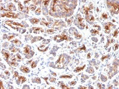 Immunohistochemistry-Paraffin: CFTR Antibody (SPM176) [NBP2-54504] - Formalin-fixed, paraffin-embedded Human Pancreas stained with CFTR Monoclonal Antibody (SPM176).