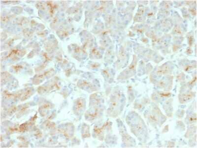 Immunohistochemistry-Paraffin: CFTR Antibody (rCFTR/1342) - Azide and BSA Free [NBP3-08818] - Formalin-fixed, paraffin-embedded human Pancreas stained with CFTR Mouse Recombinant Monoclonal Antibody (rCFTR/1342).