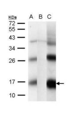 Western Blot: CG1458 Antibody [NBP2-42827] - Analysis of 30 ug whole cell lysate. A: Drosophila melanogaster, adult (wild type) B: Cisd2 knock down (actin promoter) C: Cisd2 over express (actin promoter) 15% SDS PAGE diluted at 1:1000.