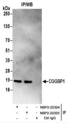 <b>Biological Strategies Validation. </b>Immunoprecipitation: CGGBP1 Antibody [NBP2-22324] - Whole cell lysate (1 mg for IP; 20% of IP loaded) from 293T cells.  Antibodies:  NBP2-22324 used for IP at 6 ug/mg lysate.  CGGBP1 was also immunoprecipitated by rabbit anti-CGGBP1 antibody NBP2-22325.  For blotting immunoprecipitated CGGBP1, NBP2-22324 was used at 1 ug/ml.  Detection: Chemiluminescence with an exposure time of 30 seconds.