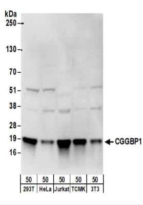 Western Blot: CGGBP1 Antibody [NBP2-22324] - Whole cell lysate (50 ug) from 293T, HeLa, Jurkat, mouse TCMK-1, and mouse NIH3T3 cells.  NBP2-22324 used for WB at 0.4 ug/ml.  Detection: Chemiluminescence with an exposure time of 10 seconds.