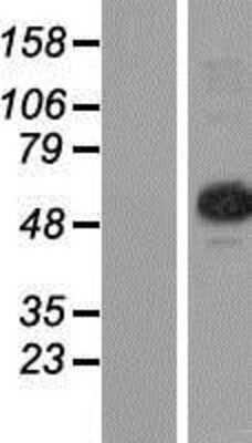 Western Blot CGI-09 Overexpression Lysate