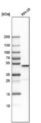 Western Blot CGI-16 Antibody